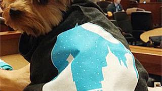 dog wearing twin cities drupal camp shirt