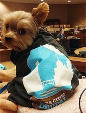 dog wearing twin cities drupal camp shirt
